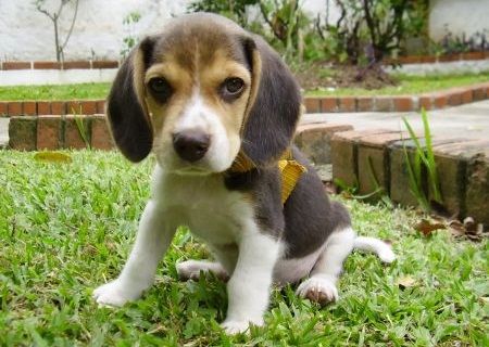 Anjing-Beagle (1)