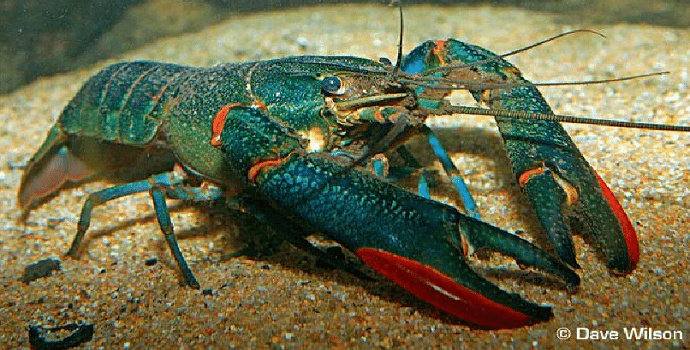 Red Claw lobster