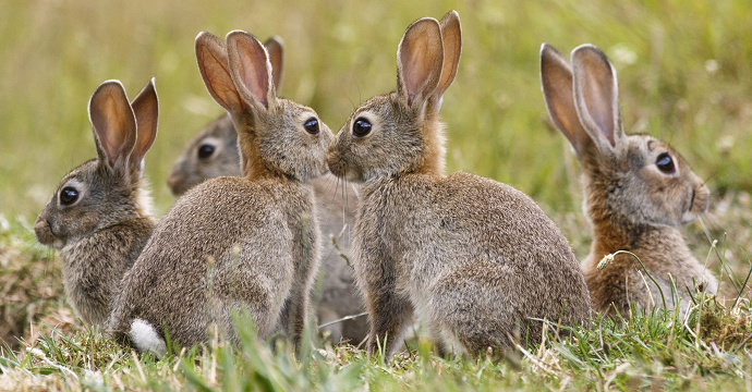 Bagaimana cara beternak kelinci yang baik Diskusi 