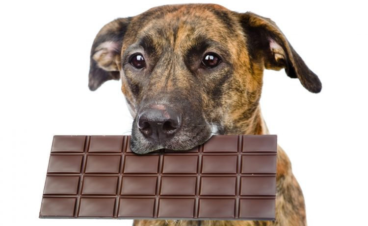 Mengapa cokelat berbahaya bagi anjing? Apa saja bahayanya ...