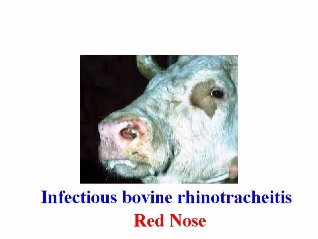 infectious-bovine-rhinotracheitis-2-638