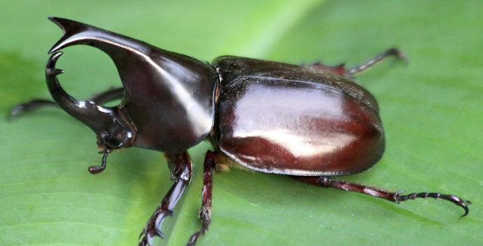 kumbang tanduk