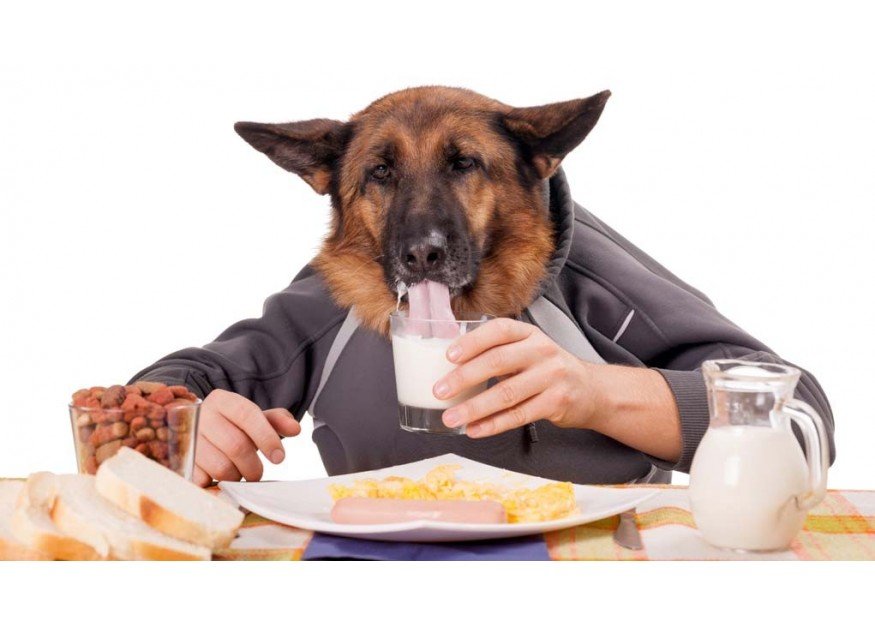 Foods-Dogs-Should-Not-Eat-10-Human-Foods-That-Are-Dangerous-To-Dogs-1021x580-875x625
