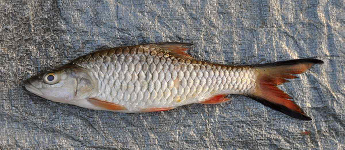 Ikan Palung