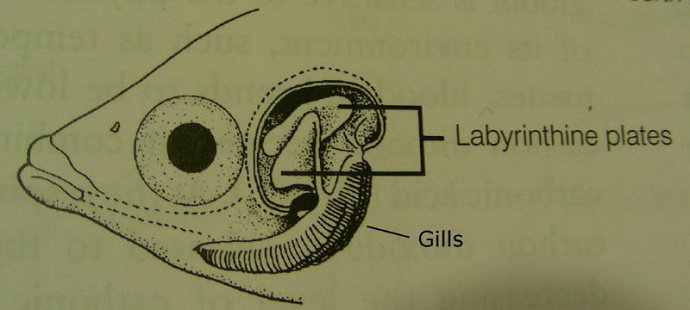 organ Labirin pada ikan