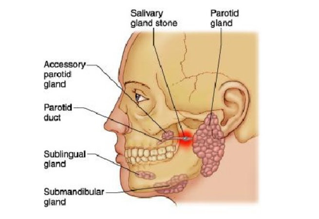Anatomi kelenjar Saliva