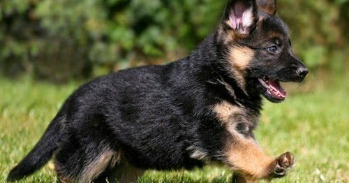 Cara-Memelihara-Anjing-Herder-Kecil-(German-Shepherd)