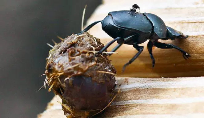 Kumbang