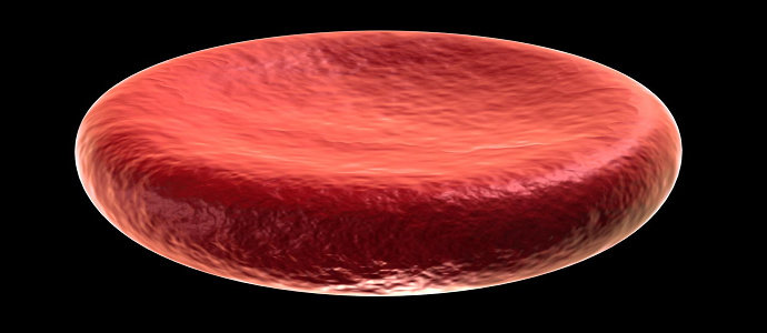 Erythrocyte atau sel darah merah yang terdapat dalam tubuh ikan