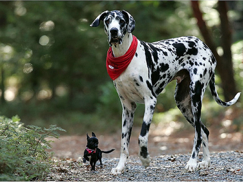 anjing-ras-Dalmatian
