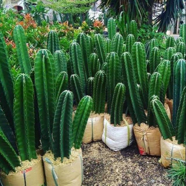 1. kaktus