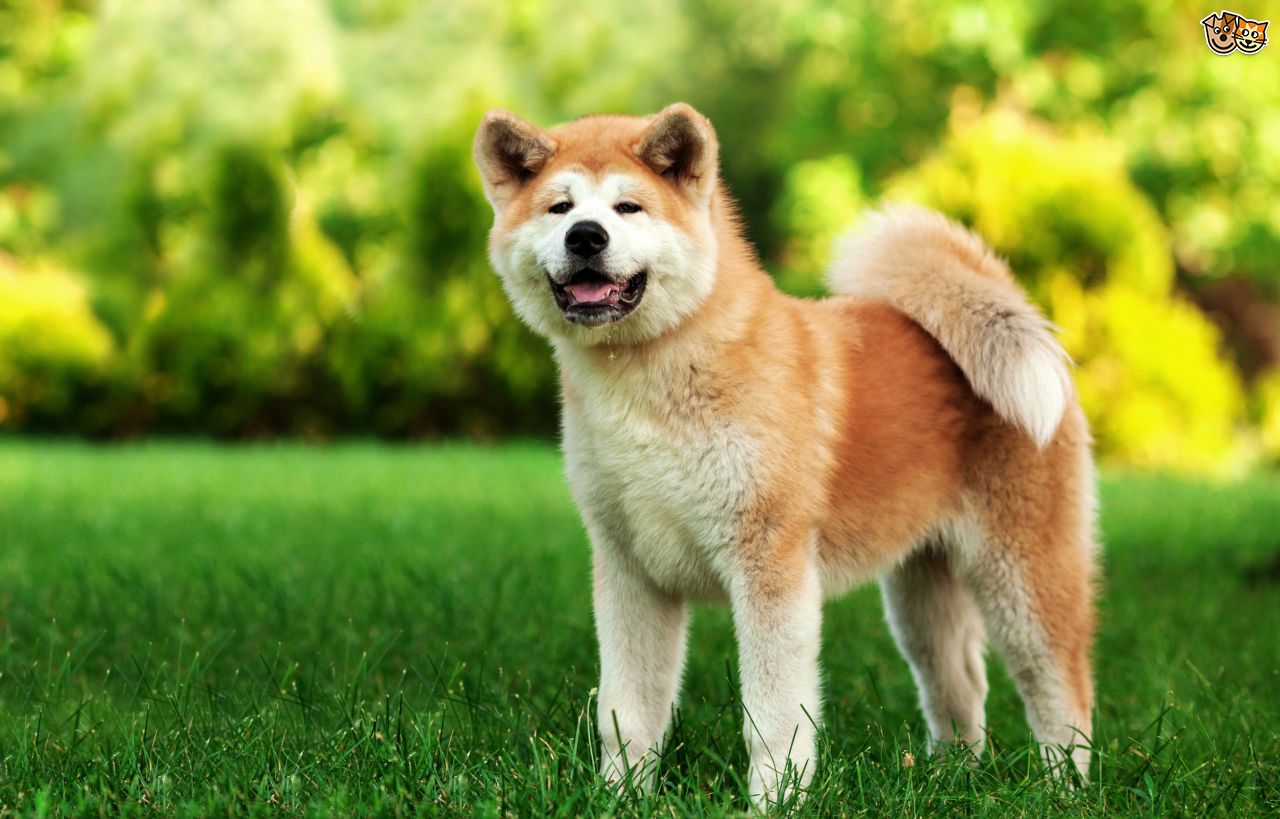 finding-out-more-about-the-large-bold-japanese-akita-dog-breed-5899832cf08d7