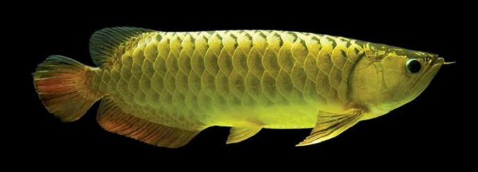 Ikan arwana golden pino