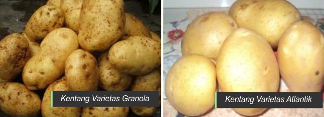 Varietas-kentang-Granula-dan-Atlantik-Unsurtani