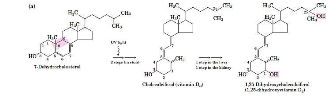 Produksi Vitamin D pada Kulit dengan Bantuan SInar UV