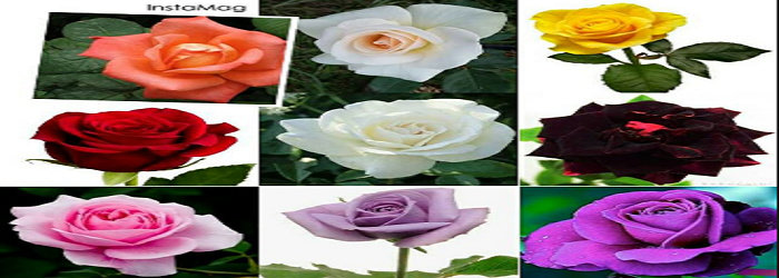 Terkeren 30 Gambar Bunga  Mawar  Berwarna  Gambar Bunga  HD