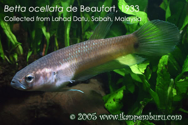 ikan cupang Betta Ocellata