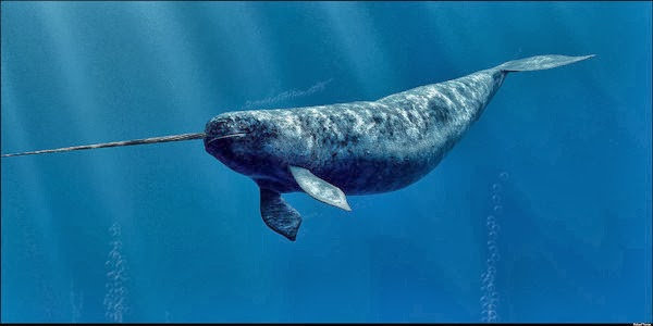 ikan paus Narwhal
