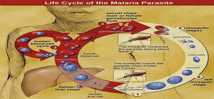 Siklus Hidup Parasit Malaria