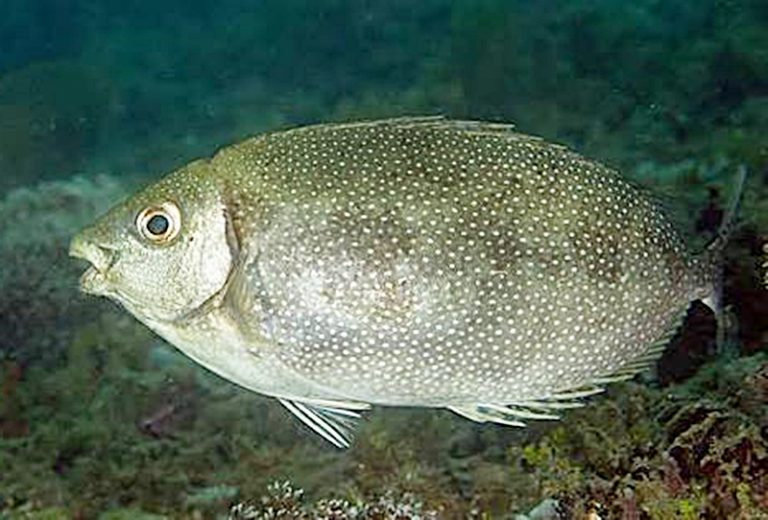 Ikan Baronang Susu