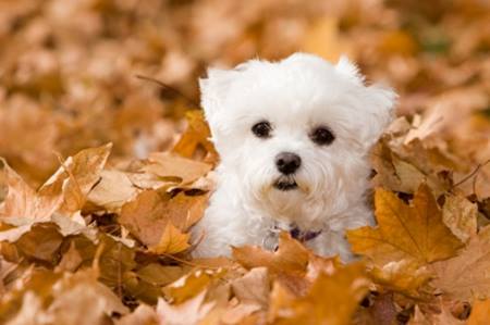Maltese dog in fall leaves
