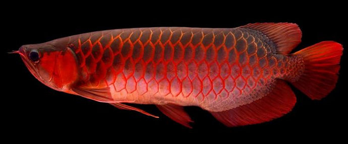Ikan Arwana super red