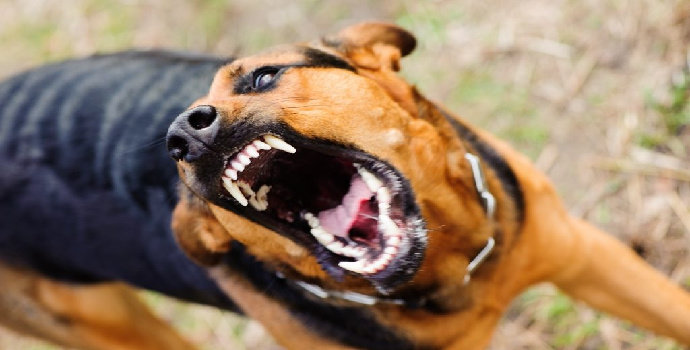 Apa saja bentuk agresivitas anjing ?