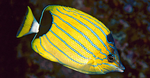 Ikan Hias Butterfly Fish