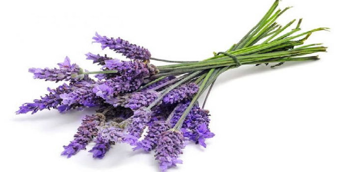 bunga verbena vs lavender