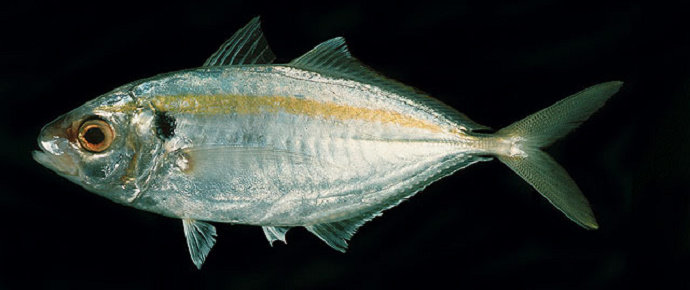 Apa yang anda ketahui tentang ikan selar kuning  