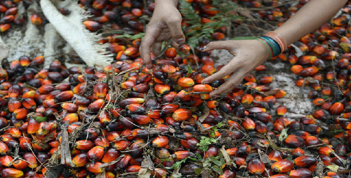erkembangan Hubungan Indonesia-Uni Eropa dalam Sektor Kelapa Sawit