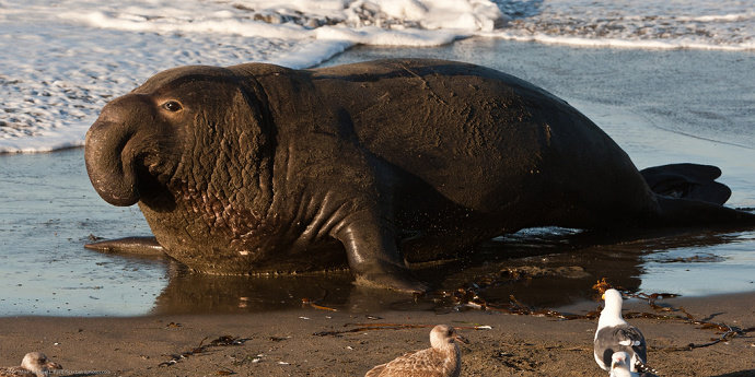 Apa yang anda ketahui tentang Gajah Laut  Kelautan 