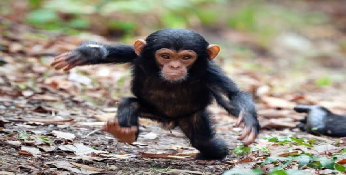 simpanse