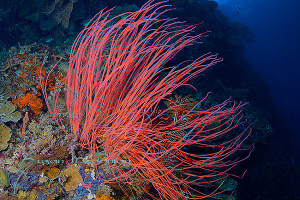 Terumbu karang Sea Whips