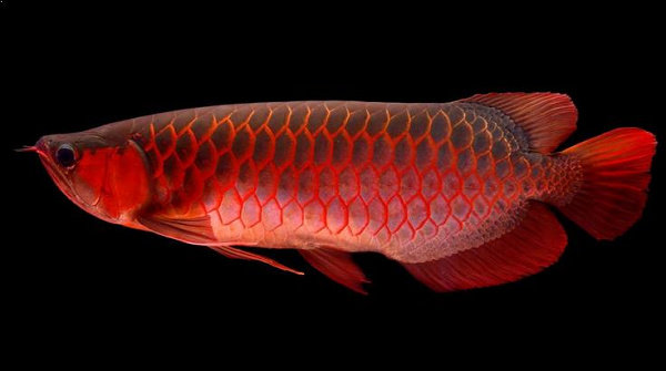 ikan arwana Super Red