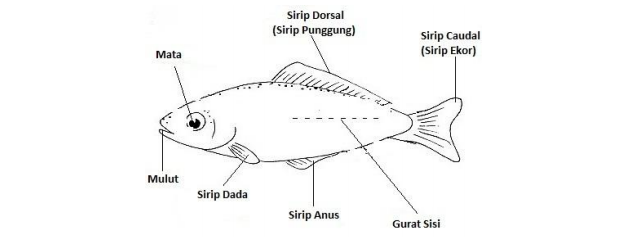 Morfologi Ikan koi