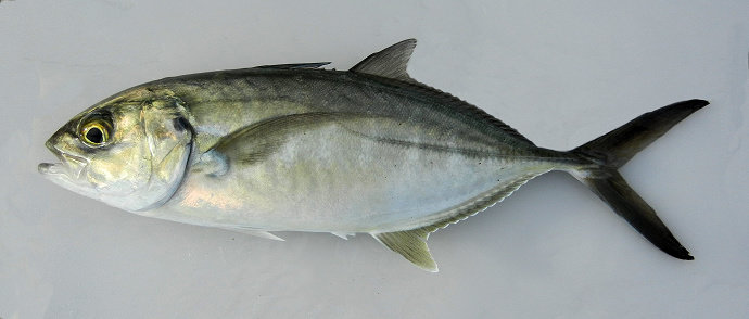 Ikan Tengkek