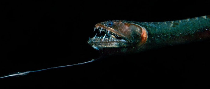 Ikan Naga Hitam atau Black Dragonfish