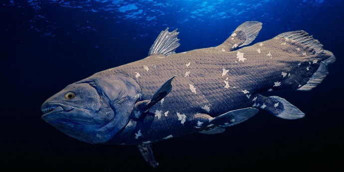 Ikan Coelacanth