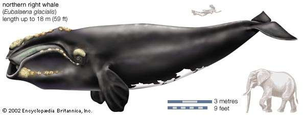 perbandingan ukuran antara paus The North Atlantic right whale dengan gajah
