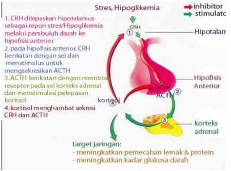 Regulasi Hormon Adrenal