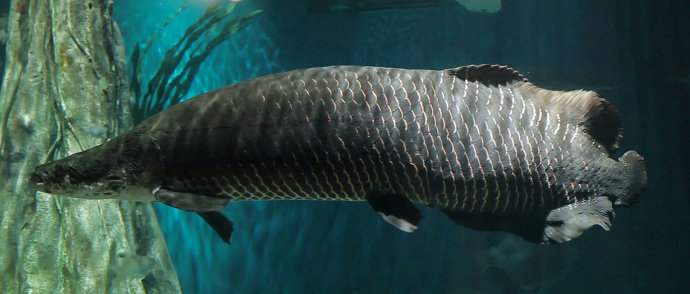Ikan Arapaima