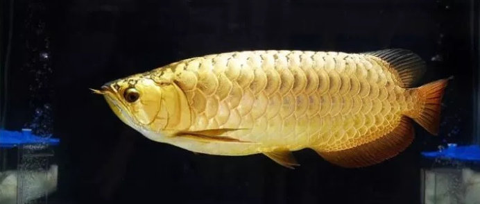 Ikan arwana cross back golden