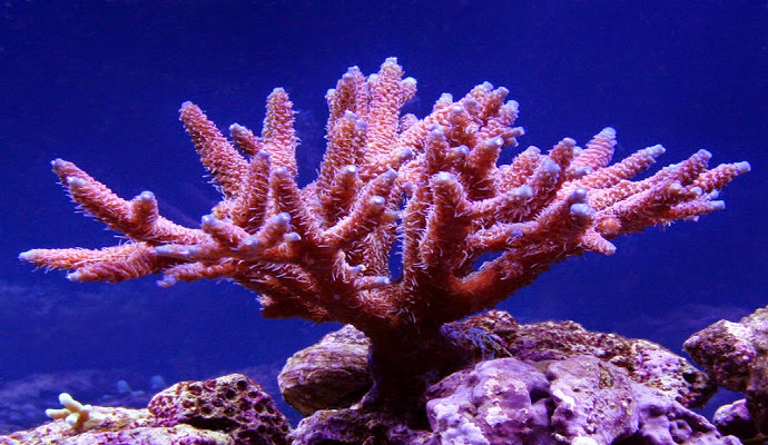 terumbu karang Acropoda Milepora