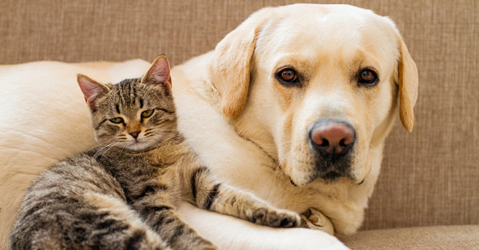 Anjing dan kucing