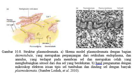 Tumbuhan pada sel fungsi plasmodesmata [LENGKAP] Struktur