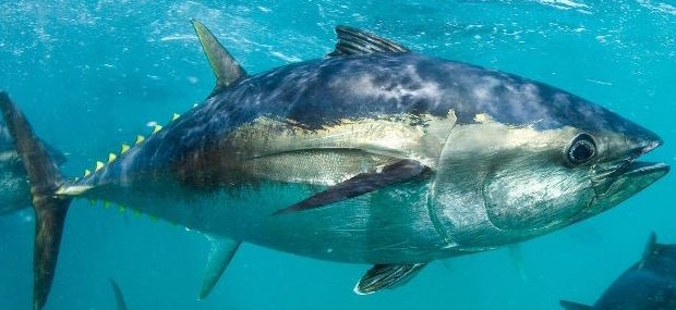 Ikan Tuna Sirip Biru Selatan (Thunnus maccoyii)