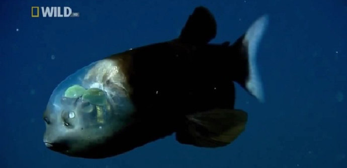 Ikan Mata Barrel