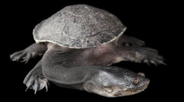 Northern Snake-Necked Turtle
