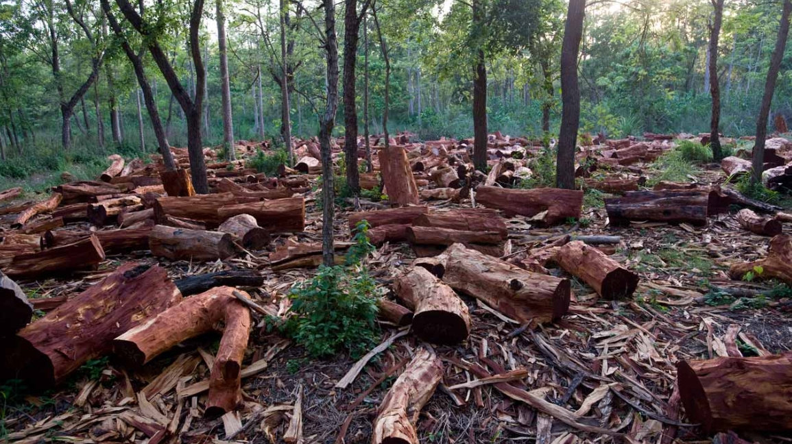 23+ Inspirasi Terbaru Gambar Penebangan Hutan